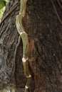 indoor money plant root on the tree. on the tree background Royalty Free Stock Photo