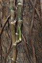 indoor money plant root on the tree. on the tree background Royalty Free Stock Photo