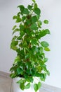 Indoor Money plant in a white pot Royalty Free Stock Photo