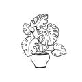 Indoor monstera flower in a pot. Sketch, the outline of a plant in a hand-drawn doodle style. Vector illustration for