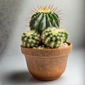 Potted Prickly Charm: Bringing the Desert Indoors with Cacti