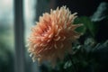 Indoor orange flower closeup window house. Generate Ai