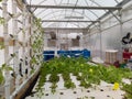 Indoor Organic Plant Growing Hydroponics and Aquaponics