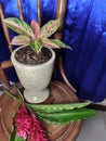 Indoor Ornamental Colourful Plants