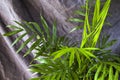 Indoor palm tree, Chrysalidocarpus Lutescens Areca plants, home decor air plants