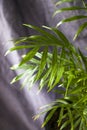 Indoor palm tree, Chrysalidocarpus Lutescens Areca plants, home decor air plants Royalty Free Stock Photo