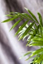 Indoor palm tree, Chrysalidocarpus Lutescens Areca plants, home decor air plants