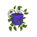 Indoor philodendron plant with small green leaves. Decorative houseplant in purple ceramic pot. Flat vector icon