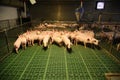 Cute newborn piglets living on an industrial animal farm Royalty Free Stock Photo
