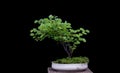 Bonsai plant shoot black backdrop