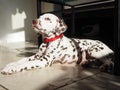 Dalmatian puppy, just two months old! Royalty Free Stock Photo