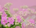 Indoor pink flowers on a lilac background