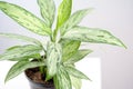 Aglaonema Silver Queen