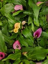 Yellow, pink, and purple Calla Lilies Royalty Free Stock Photo