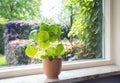 Indoor plant Chinese money tree, Pilea peperomioides green house plant modern retro decoratiion on windowsill with beautiful green Royalty Free Stock Photo