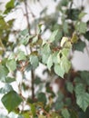 Indoor plant Cissus, in common people called birch. Against the background of the window Royalty Free Stock Photo