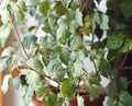 Indoor plant Cissus, in common people called birch. Against the background of the window Royalty Free Stock Photo