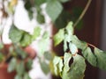 Indoor plant Cissus, in common people called birch. Against the background of the window Royalty Free Stock Photo