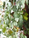 Indoor plant Cissus, in common people called birch. Against the background of the window Royalty Free Stock Photo