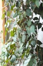 Indoor plant Cissus, in common people called birch. Against the background of the window Royalty Free Stock Photo