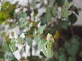 Indoor plant Cissus, in common people called birch. Against the background of the window Royalty Free Stock Photo