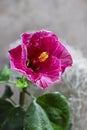 Indoor plant domestic hibiscus red flower in a pot on a wooden white chair. Chinese hibiscus, China rose, rose mallow Royalty Free Stock Photo