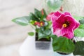 Indoor plant domestic hibiscus red flower in a pot on a wooden white chair. Chinese hibiscus, China rose, rose mallow Royalty Free Stock Photo