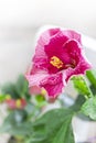 Indoor plant domestic hibiscus red flower in a pot on a wooden white chair. Chinese hibiscus, China rose, rose mallow Royalty Free Stock Photo