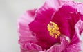 Indoor plant domestic hibiscus red flower in a pot on a wooden white chair. Chinese hibiscus, China rose, rose mallow Royalty Free Stock Photo