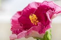 Indoor plant domestic hibiscus red flower in a pot on a wooden white chair. Chinese hibiscus, China rose, rose mallow Royalty Free Stock Photo