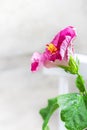 Indoor plant domestic hibiscus red flower in a pot on a wooden white chair. Chinese hibiscus, China rose, rose mallow Royalty Free Stock Photo