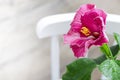 Indoor plant domestic hibiscus red flower in a pot on a wooden white chair. Chinese hibiscus, China rose, rose mallow Royalty Free Stock Photo