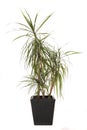 indoor plant dracaena marginata isolated Royalty Free Stock Photo