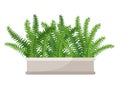 Indoor plant fern, nephrolepis in a pot for home, office, premises decor. Illustration isolated on white background