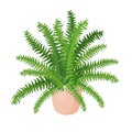 Indoor plant fern, nephrolepis in a pot for home, office, premises decor. Illustration isolated on white background