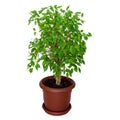 Indoor plant ficus in a brown pot Royalty Free Stock Photo