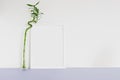 indoor plant green DRACAENA and a white frame for your text on a white background on a lilac table