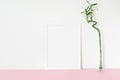 indoor plant green DRACAENA and a white frame for your text on a white background on a pink table Royalty Free Stock Photo