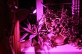 Indoor plant growing and pink LED lighting of phyto plants on an indoor windowsill. LED grow light