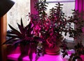 Indoor plant growing and pink LED lighting of phyto plants on an indoor windowsill. LED grow light