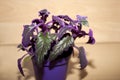 Indoor Plant gynura with violet laves gynura scandens Royalty Free Stock Photo