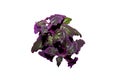 Indoor Plant gynura with violet laves gynura scandens Royalty Free Stock Photo