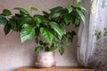 Indoor plant hibiscus in a flower pot. Home decoration with flowers