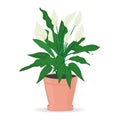 Indoor plant for the house spathiphyllum. Isolated on white background. Colored flat vector.