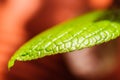 Indoor Plant Hybrid Plant green hairy leaf