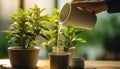 Indoor Plant Maintenance. Watering a Green Plant in a Pot in a Home Office. A person is watering a small green plant in