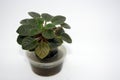 Indoor plant mini with wick watering. Violet