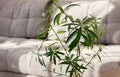 Indoor plant Nerium oleander close-up. Tropical plants for home decoration. Poisonous house plant