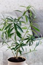 Indoor plant Nerium oleander close-up. Tropical plants for home decoration. Poisonous house plant