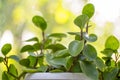 Indoor plant peperomia in a white pot on windowsill by the window